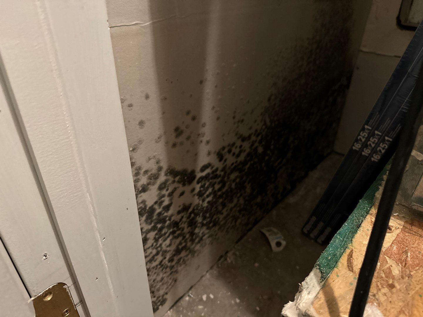 Mold Inspection: Preparing for the End of Summer