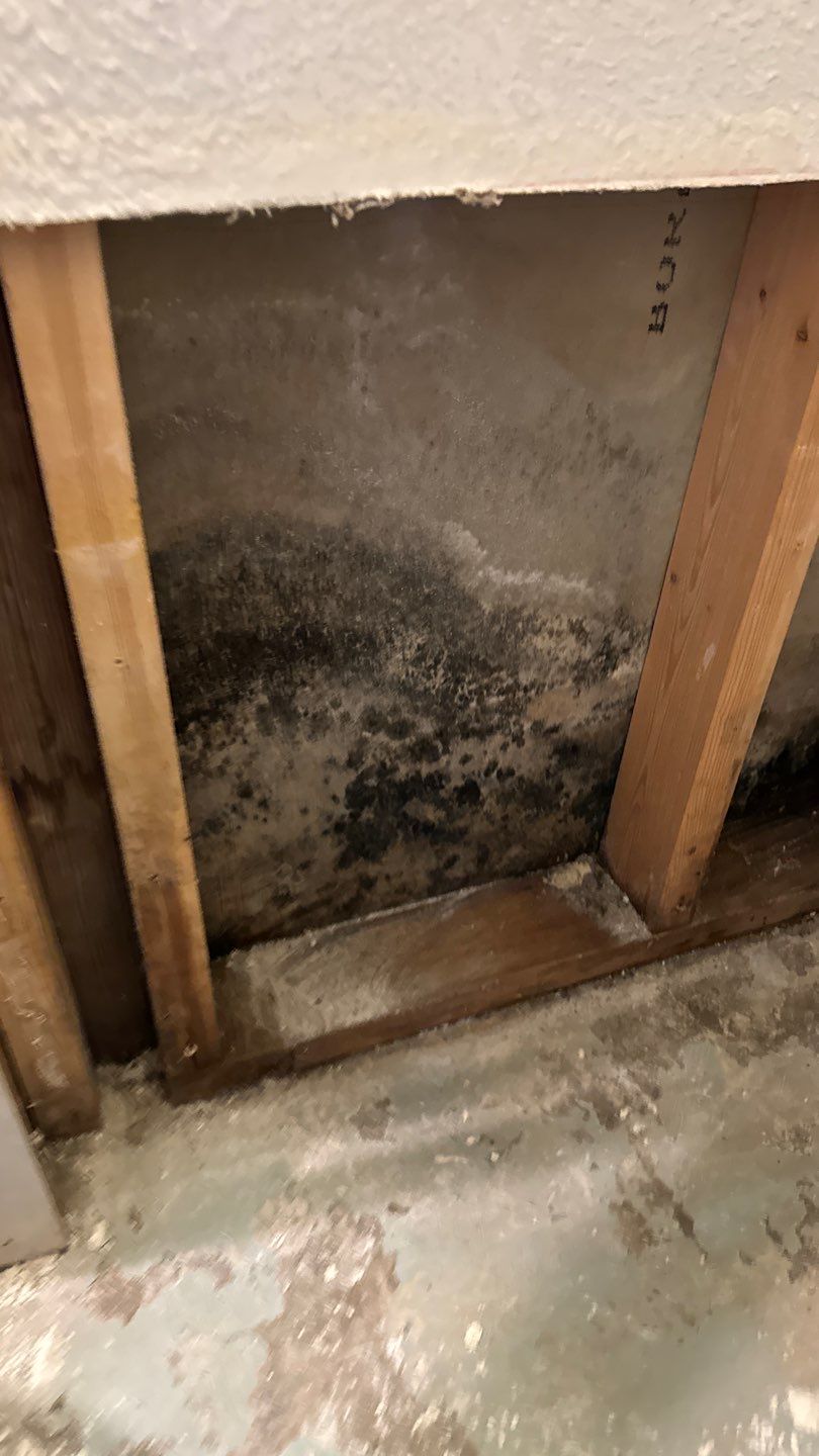 Mold Remediation: Getting Ready for the Humid Season
