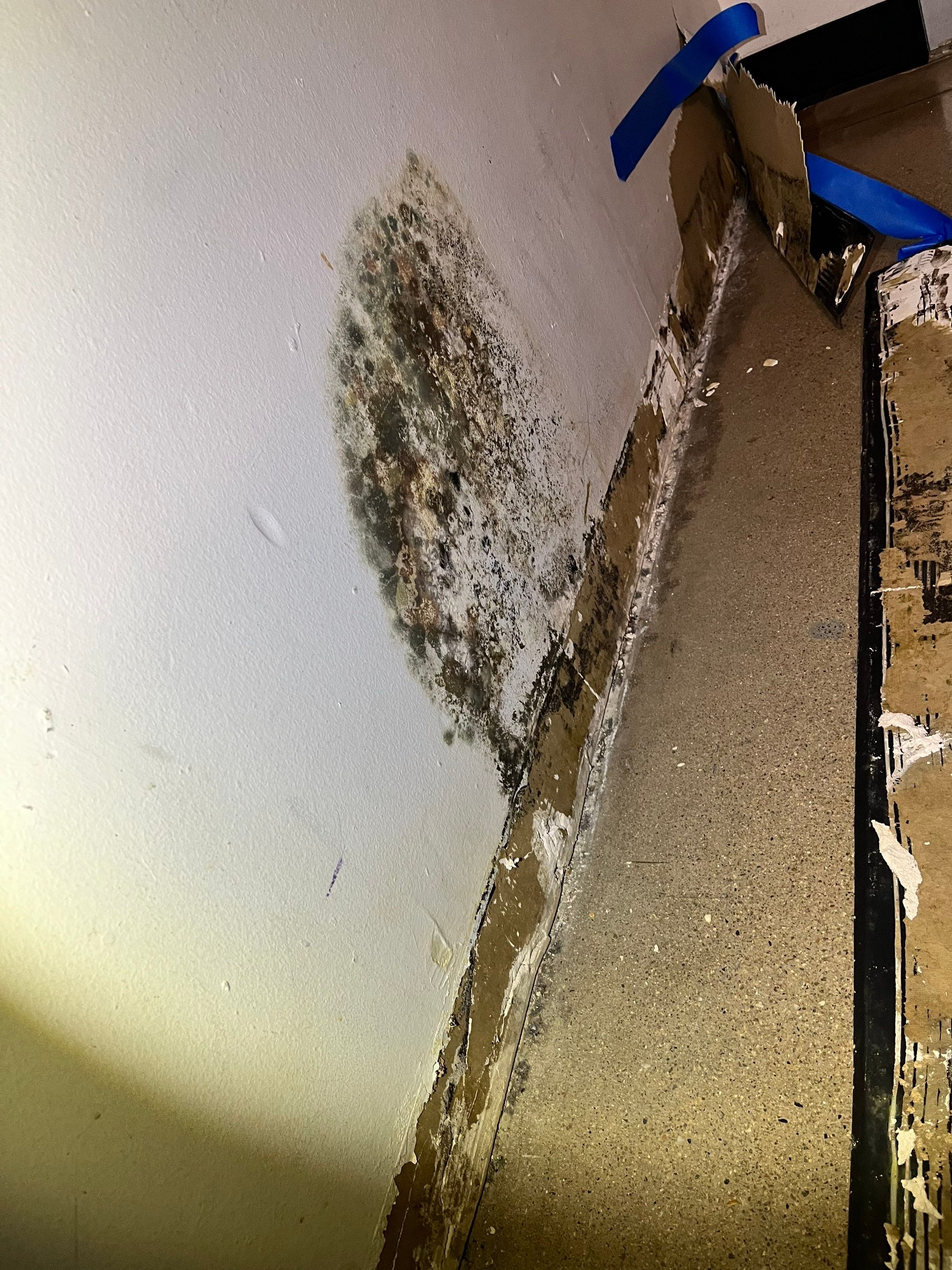 Thornton Mold Removal: How to Get It Done Right